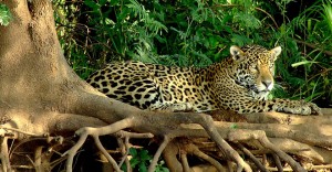 Jaguar,-The-Pantanal-2---sh