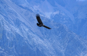 Condor in flight, Colca Canyon