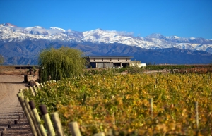 Vineyard, Mendoza, Argentina