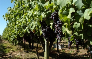 Vineyard in Uruguay