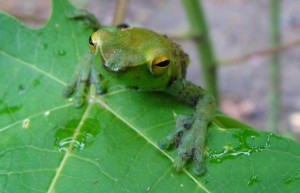Colombian Amazon