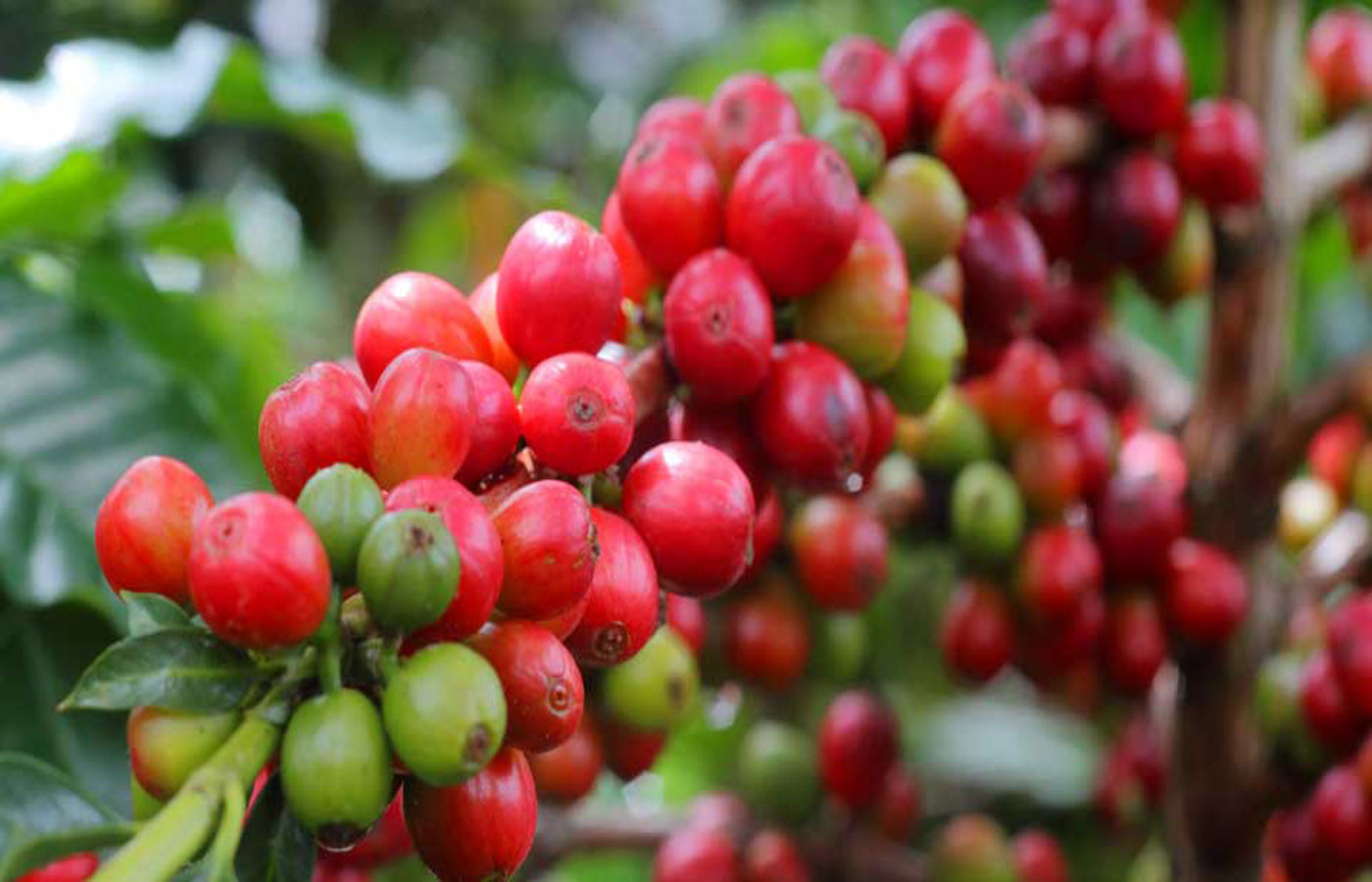 Colombia coffee holidays