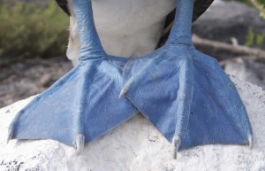Galapagos Islands - Blue footed booby