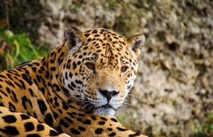 Luxury holidays to the Pantanal