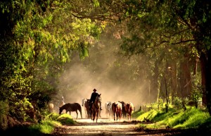 Horses, Argentine Estancia