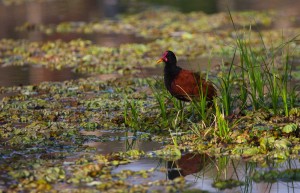 Ibera Wetlands