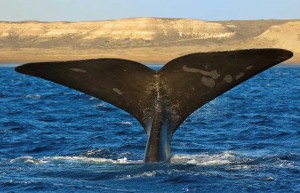 Whale-tail, Valdes Peninsula, Argentina