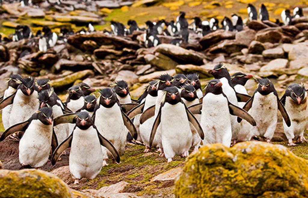 Falkland Islands