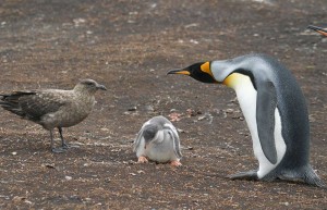 Falkland Islands