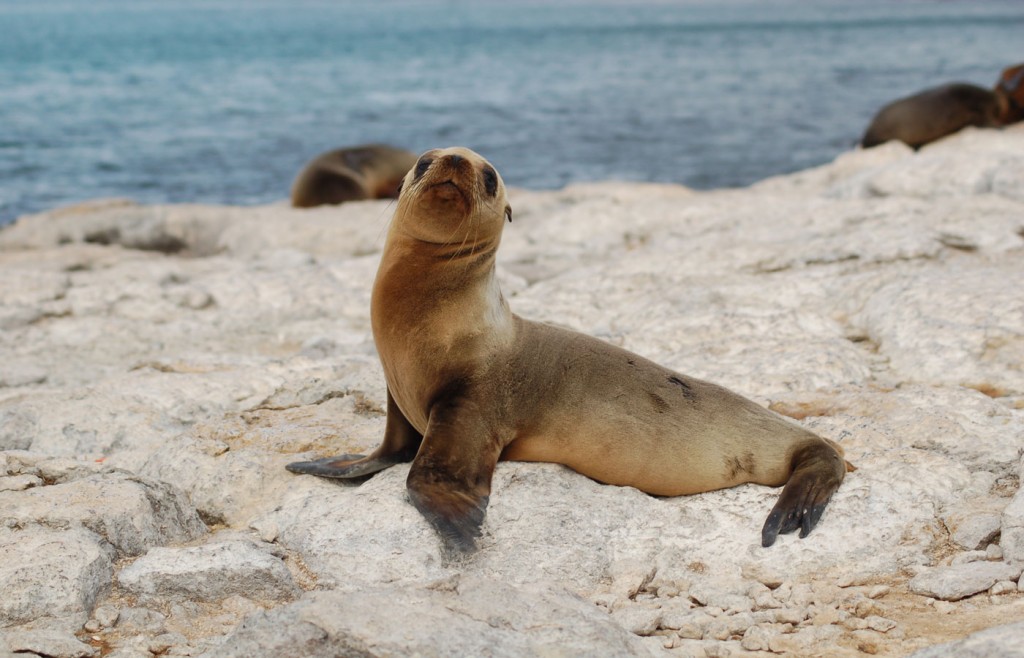 Galapagos