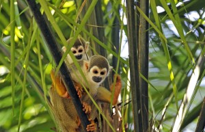 Monkeys in the Amazon Rainforest