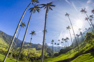 Cocora Valley - luxury holiday to Colombia
