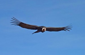 Condor in flight, Luxury holidays to the Colca Canyon, Peru