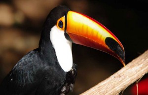 Iguassu