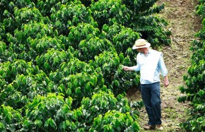 Coffee Plantation, Luxury holiday to Colombia