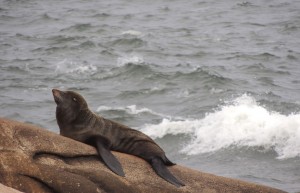 punta del este sea lion