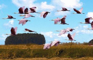 spoonbills uruguay