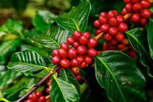 Coffee Beans, Luxury holiday to Colombia