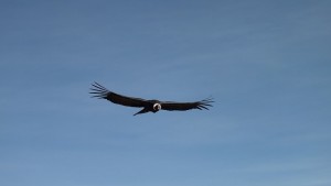 Condor in flight, Luxury holidays to the Colca Canyon, Peru