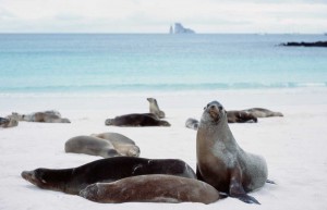 Sea lion group, Galapagos Islands