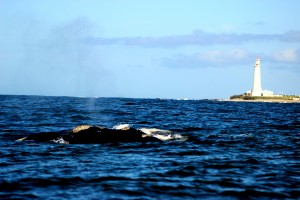 Whale Watching Uruguay (1)