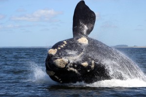 Whale Watching Uruguay (2)