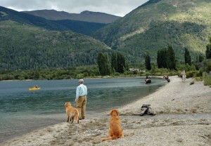 Lake and Dogs