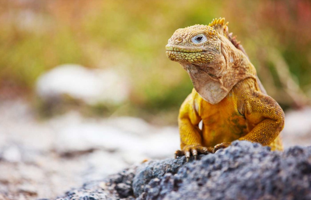 Marine Iguana, The Galapagos Islands