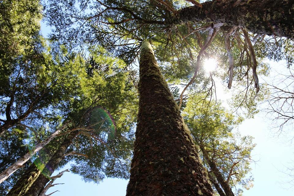 Huerquehue NP