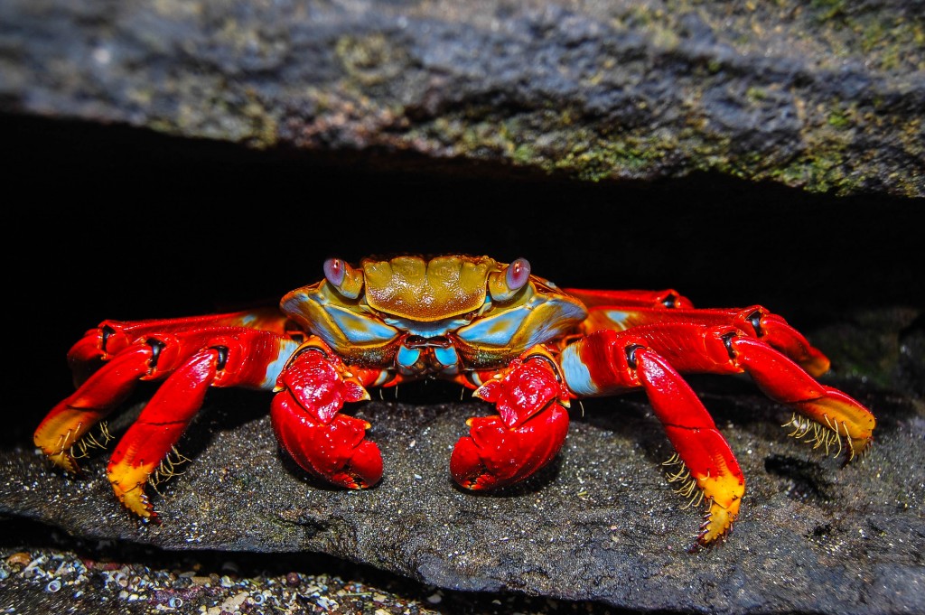 Galapagos Crab