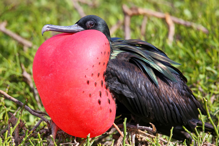 Frigatebird-3