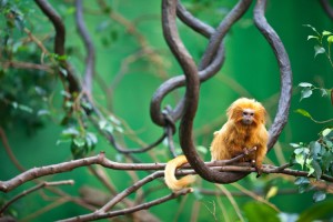 Golden-Lion-Tamarin---Adobe