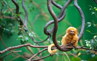 Golden-Lion-Tamarin---Adobe