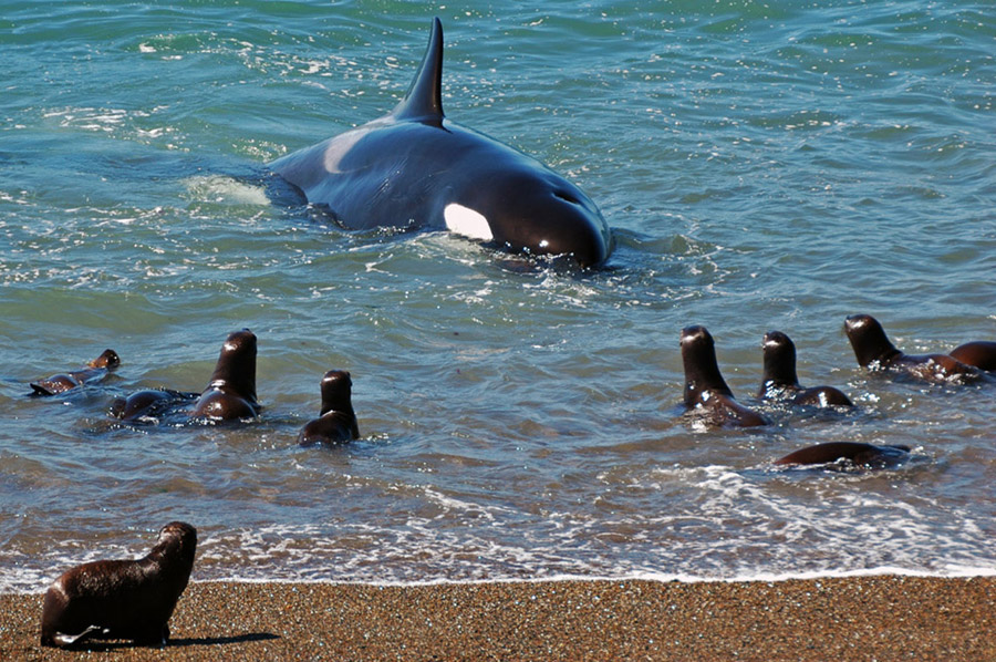 Orcas