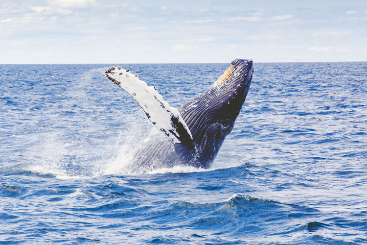 humpback-whale