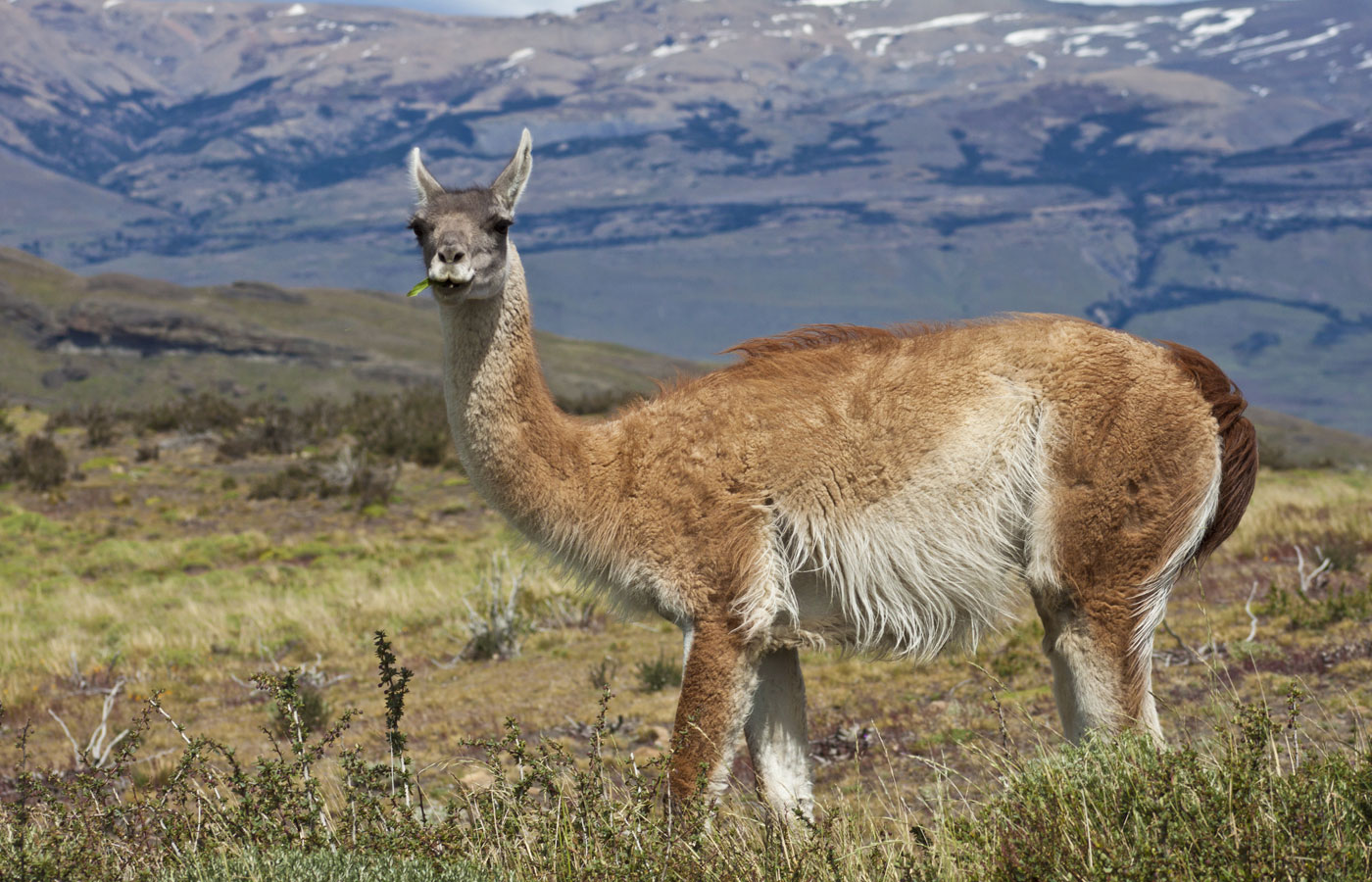 TDP-Guanaco-RSZ