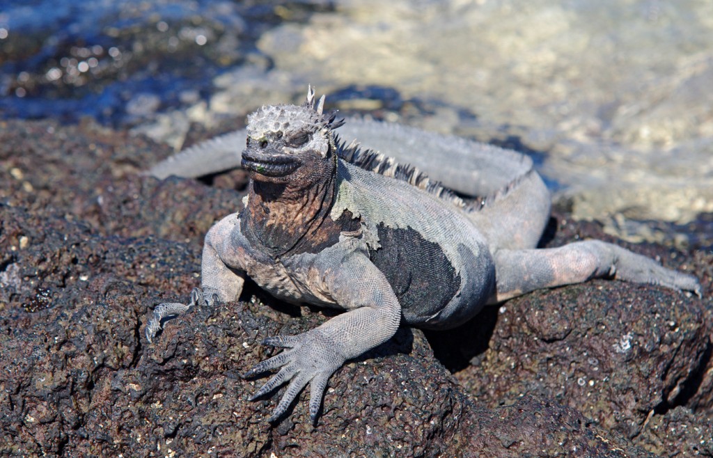 Galapagos Islands