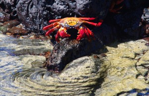Galapagos Islands