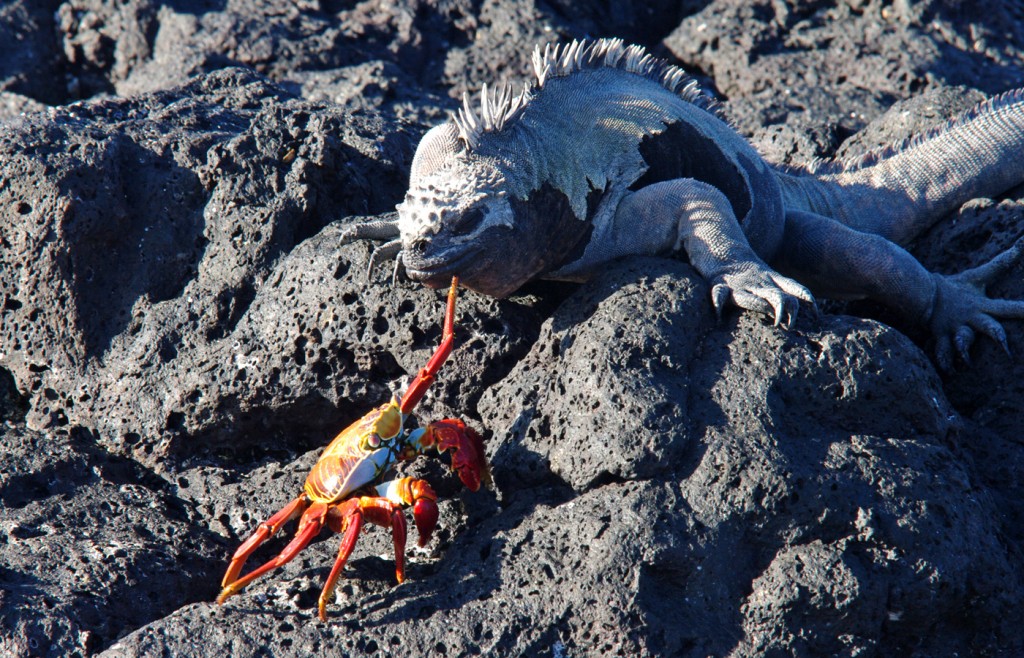 Galapagos Islands