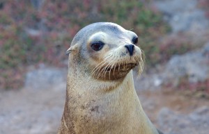 Galapagos Islands