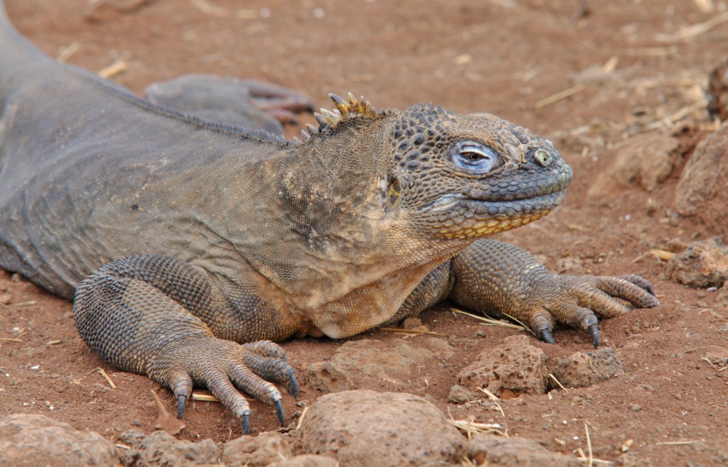 Galapagos Islands