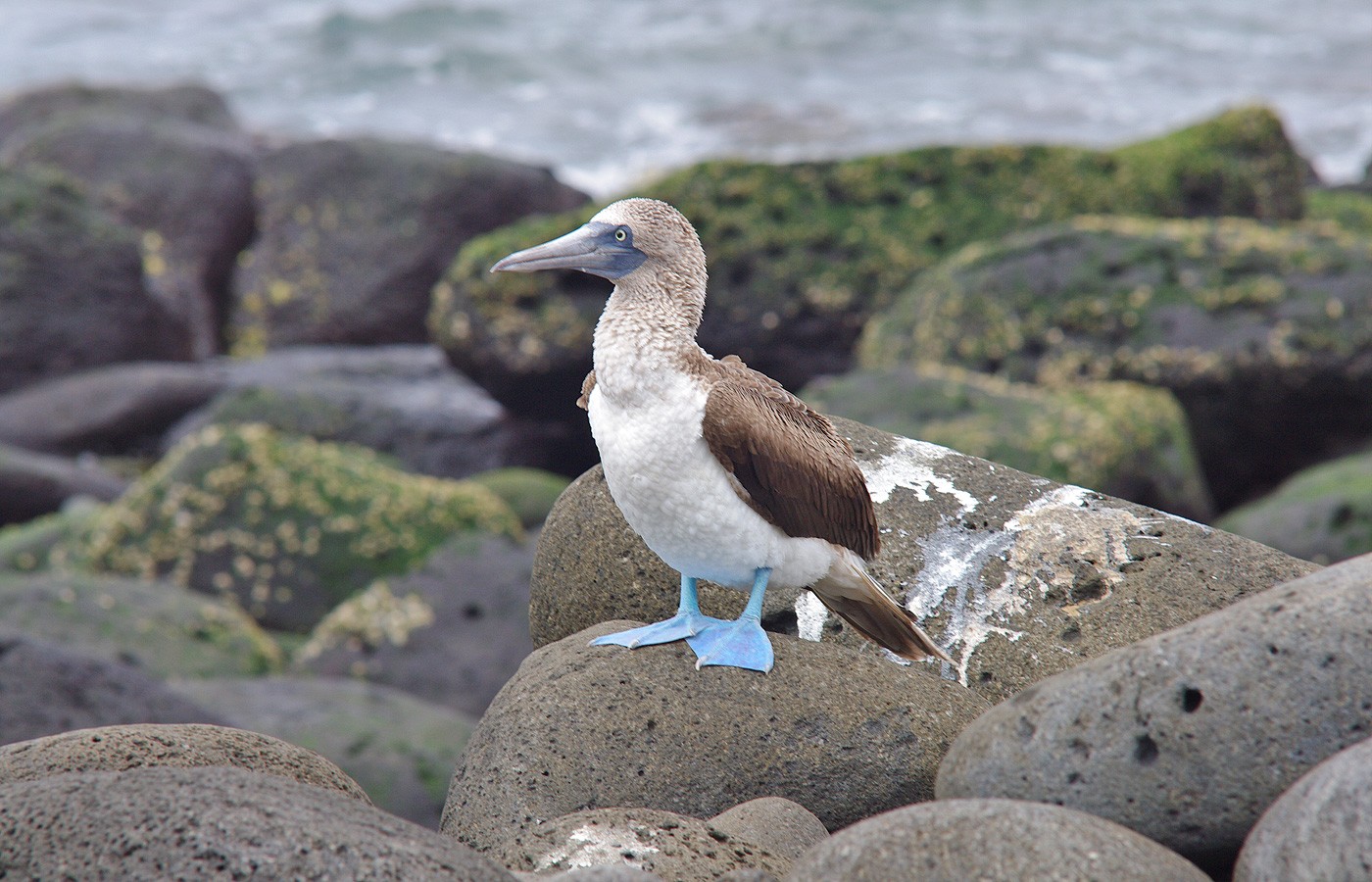 Galapagos Islands