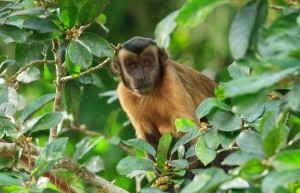 Capuchin-Monkey-RSZ