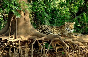 Jaguar, Pantanal, Brazil