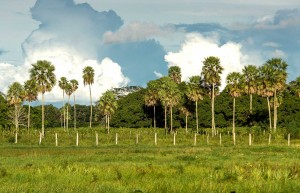 View of the Pantanal