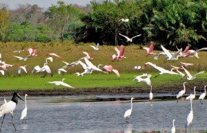 Barra Mansa Lodge - Holidays to the Pantanal, Brazil