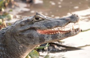 Pousada Rio Mutum - Holidays to the Pantanal, Brazil