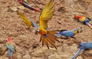 Luxury holidays to the Peruvian Amazon