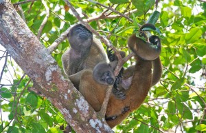 Untamed Amazon Cruise, Brazil