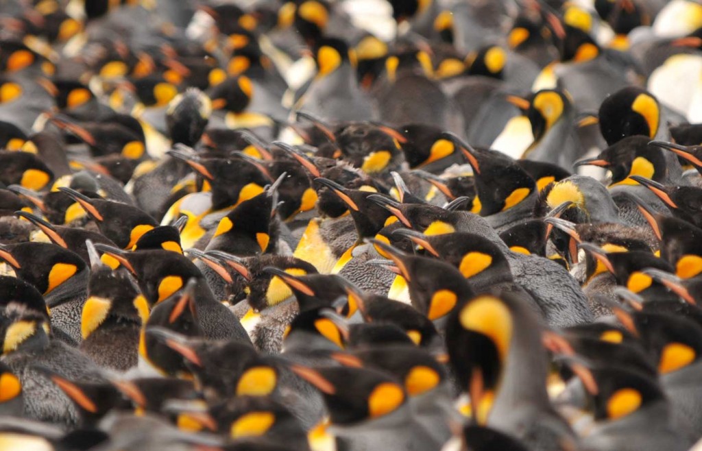 King Penguins, South Georgia Island 